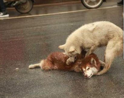 开云电竞app下载安装