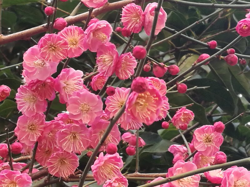 《跑跑卡丁车官方竞速版》P1联赛常规赛第五周Day2战报 四场对抗全部加班,个人竞速决定最终|开云电竞(图1) 开云电竞app下载安装